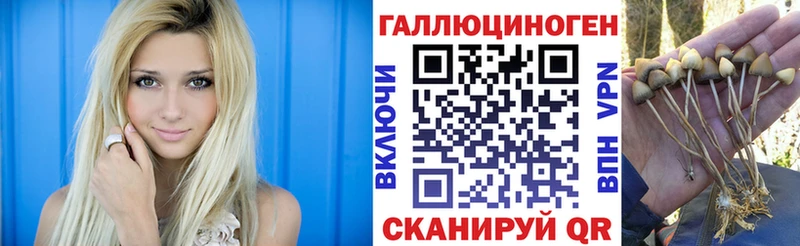 блэк спрут зеркало  цены   Суджа  Псилоцибиновые грибы ЛСД 